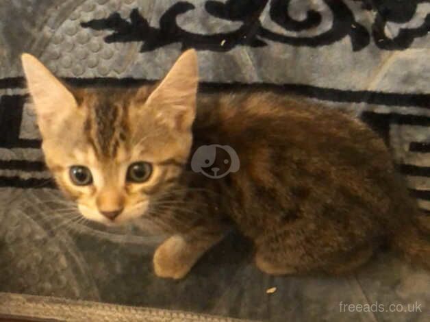 4 Bengal kittens full breed for sale in Bradford, West Yorkshire - Image 2