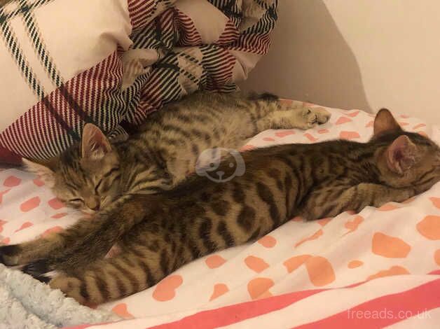 4 Bengal kittens full breed for sale in Bradford, West Yorkshire - Image 3