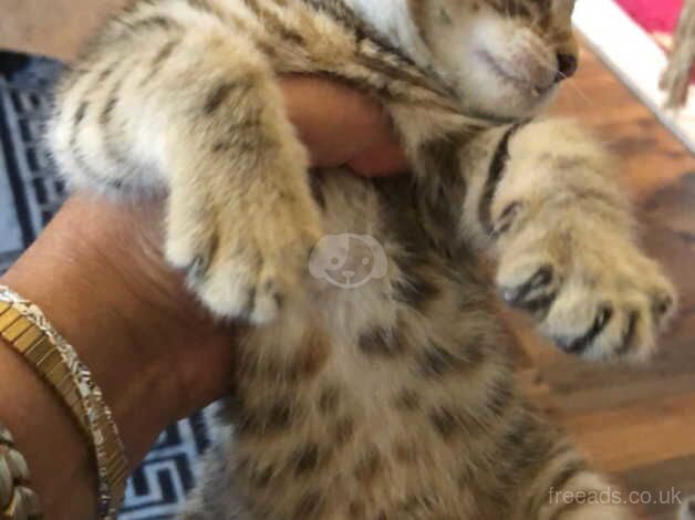 4 Bengal kittens full breed for sale in Bradford, West Yorkshire - Image 4