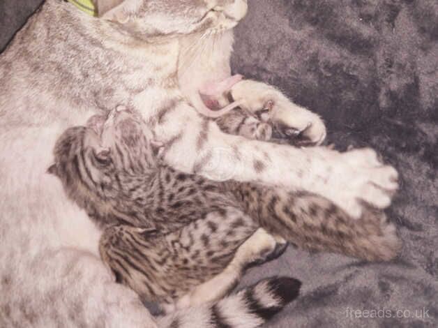 5 Bengal Kittens - Sex unknown yet for sale in Swansea/Abertawe, Swansea - Image 1