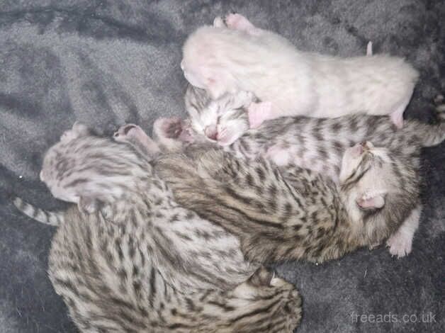 5 Bengal Kittens - Sex unknown yet for sale in Swansea/Abertawe, Swansea - Image 5