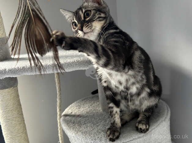 Bengal Kittens for sale in Lincolnshire