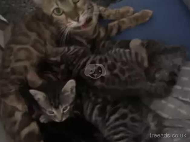 Bengal Kittens for sale