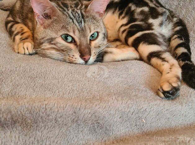 5 year old TICA registered ACTIVE male Bengal for sale in Brighton, East Sussex - Image 1