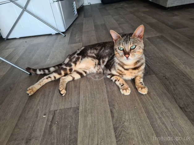 Bengals for sale in Brighton, East Sussex