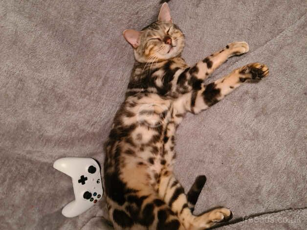 Bengal Kittens for sale in East Sussex