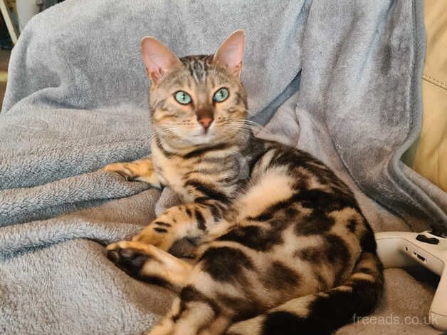 Bengal Kittens for sale