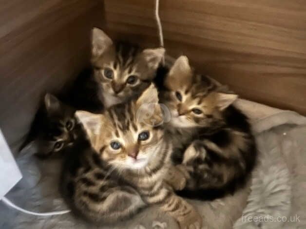 5beautiful bengals cross ragdoll kittens for sale in Rotherham, South Yorkshire - Image 1