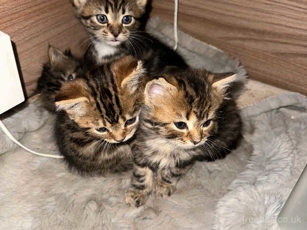 5beautiful bengals cross ragdoll kittens for sale in Rotherham, South Yorkshire - Image 3