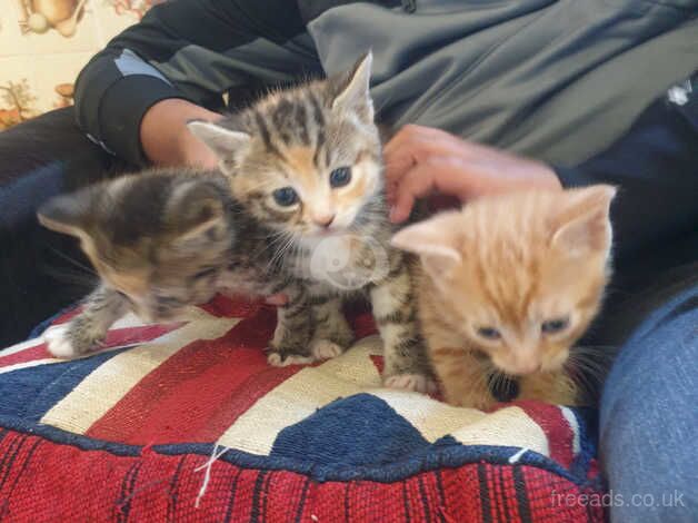 6 beautiful kittens for sale in Leicester, Leicestershire - Image 1