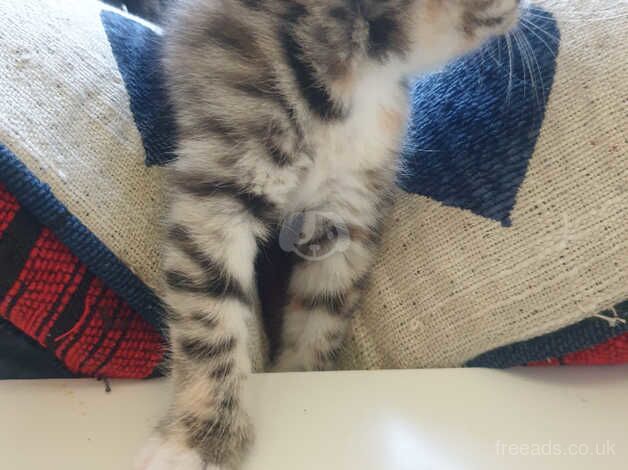 6 beautiful kittens for sale in Leicester, Leicestershire - Image 4