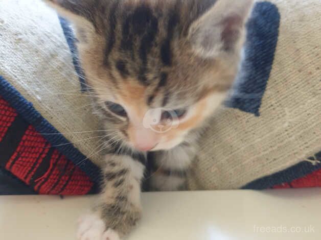 6 beautiful kittens for sale in Leicester, Leicestershire - Image 5