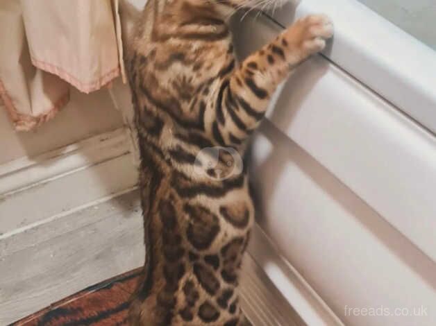 7 month Bengal boy in need of loving home for sale in Poole, Dorset