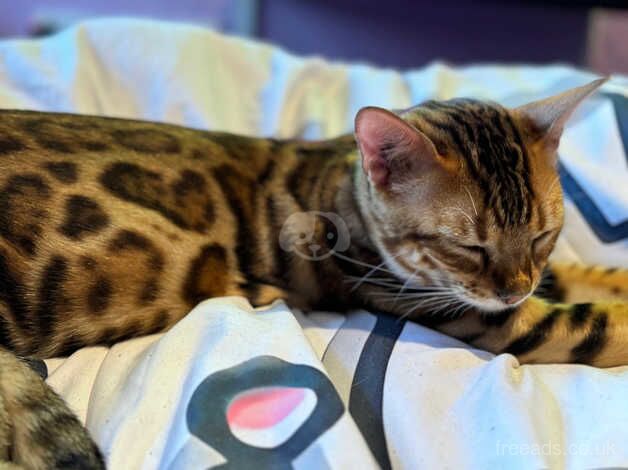 Bengals for sale in Poole, Dorset