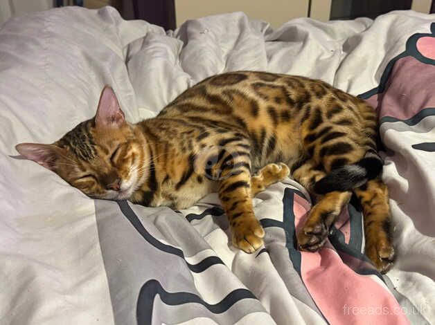 Bengal Kittens for sale in Dorset