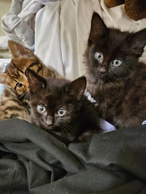 8 week old Bengal cross Maine Coone Kittens for sale in Higham, Kent - Image 2