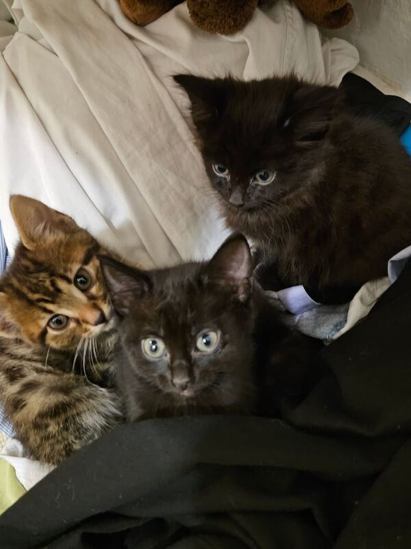 8 week old Bengal cross Maine Coone Kittens for sale in Higham, Kent - Image 3