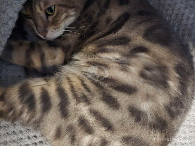 8 year old bengal PLEASE READ THROUGHLY for sale in Sittingbourne, Kent - Image 1