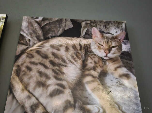 Bengal Kittens for sale in Kent