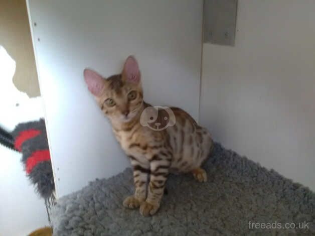 Adorable silver brown rosetted Bengal boy for sale in Crawley, West Sussex