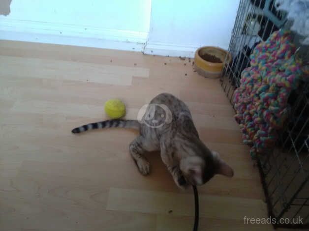 Adorable silver brown rosetted Bengal boy for sale in Crawley, West Sussex - Image 3