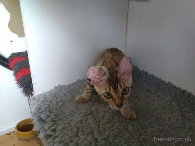 Adorable silver brown rosetted Bengal boy for sale in Crawley, West Sussex - Image 4