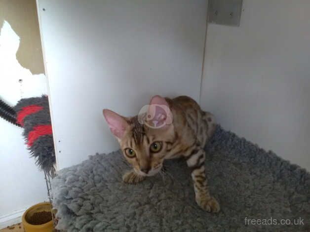 Adorable silver brown rosetted Bengal boy for sale in Crawley, West Sussex - Image 5