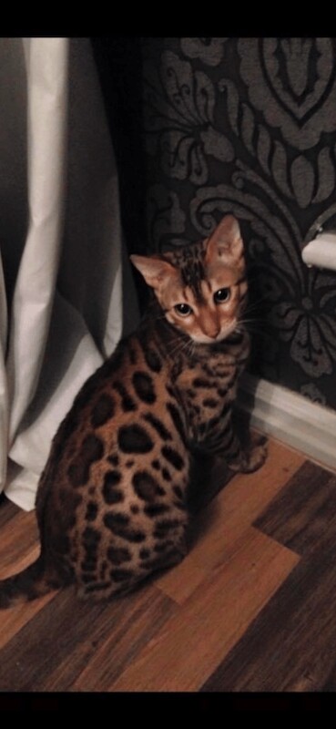 Adult bengals for sale in Holt, Norfolk