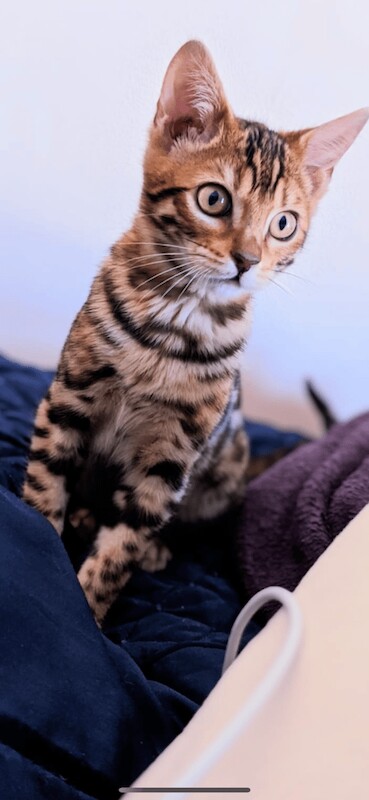 Adult bengals for sale in Holt, Norfolk - Image 2