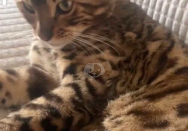 Bengal Kittens for sale in Falkirk