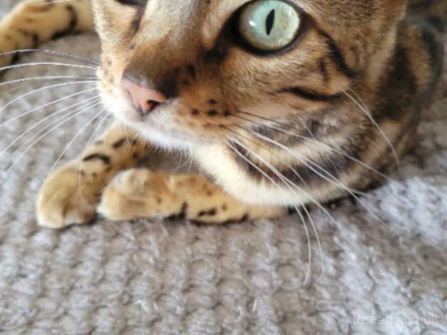 Adult cat looking for a loving home for sale in Wisbech, Cambridgeshire - Image 1