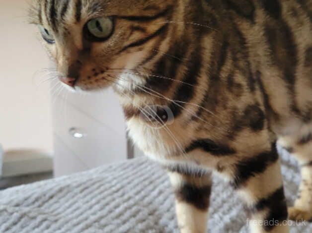 Adult cat looking for a loving home for sale in Wisbech, Cambridgeshire - Image 2