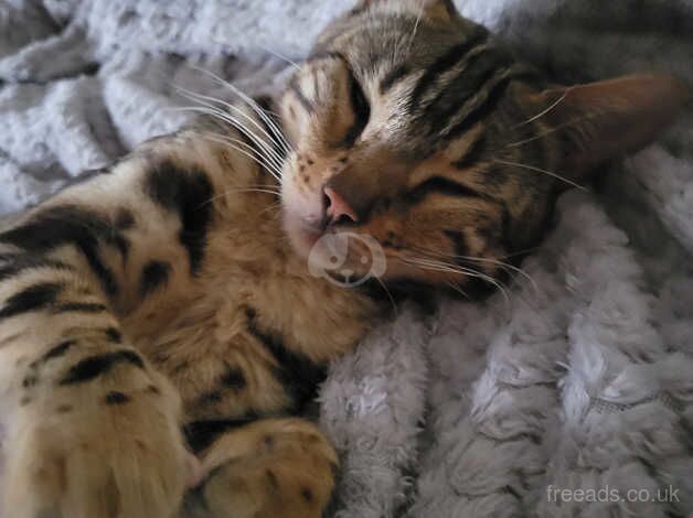 Adult cat looking for a loving home for sale in Wisbech, Cambridgeshire - Image 3