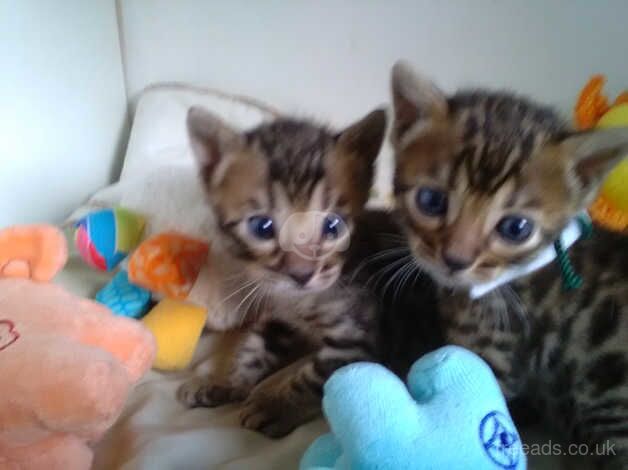 Amazing Bengal kittens boy and girls for sale in Crawley, West Sussex - Image 1