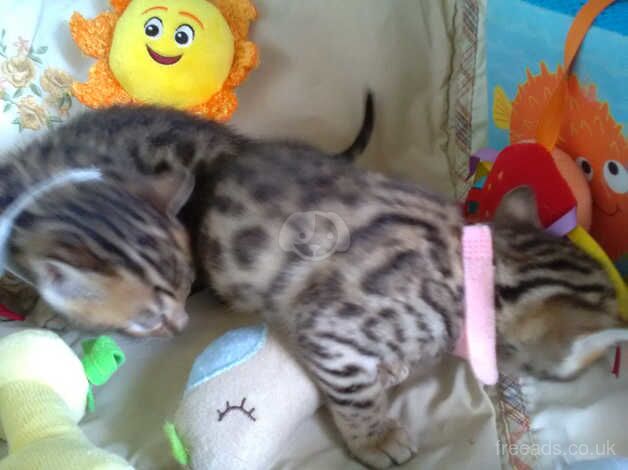 Bengals for sale in Crawley, West Sussex