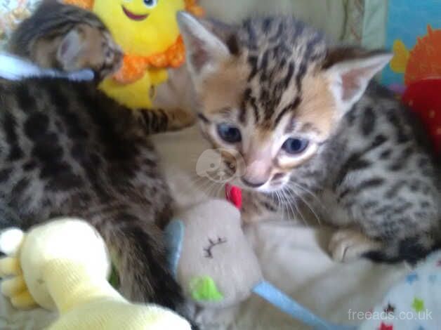 Bengal Kittens for sale in West Sussex