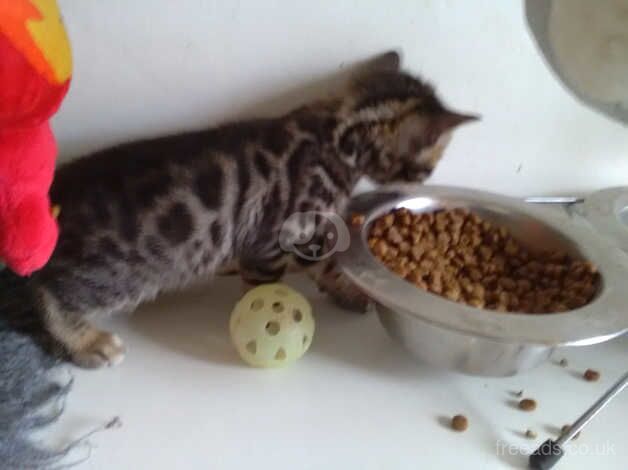 Amazing Bengal kittens boy and girls for sale in Crawley, West Sussex - Image 4