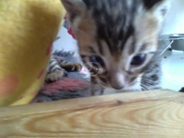 Amazing Bengal kittens boy and girls for sale in Crawley, West Sussex - Image 5