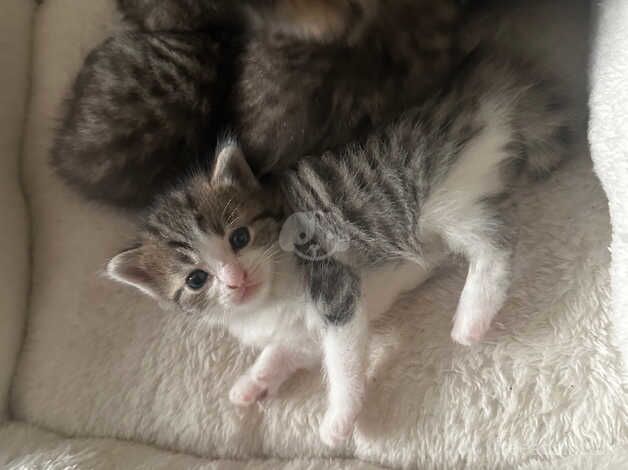 BABY KITTENS FOR SALE TABBY AND BENGALS for sale in Newham, Northumberland