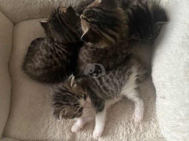 BABY KITTENS FOR SALE TABBY AND BENGALS for sale in Newham, Northumberland - Image 2