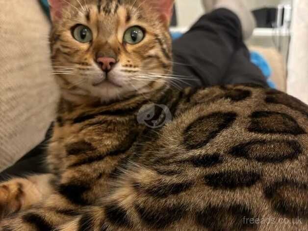 Beautiful Bengal boy for sale in Hornchurch, Havering, Greater London - Image 1