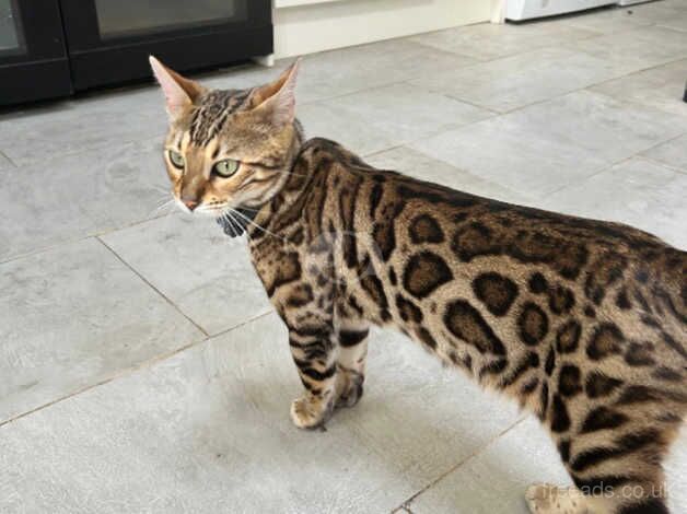 Bengals for sale in Hornchurch, Havering, Greater London