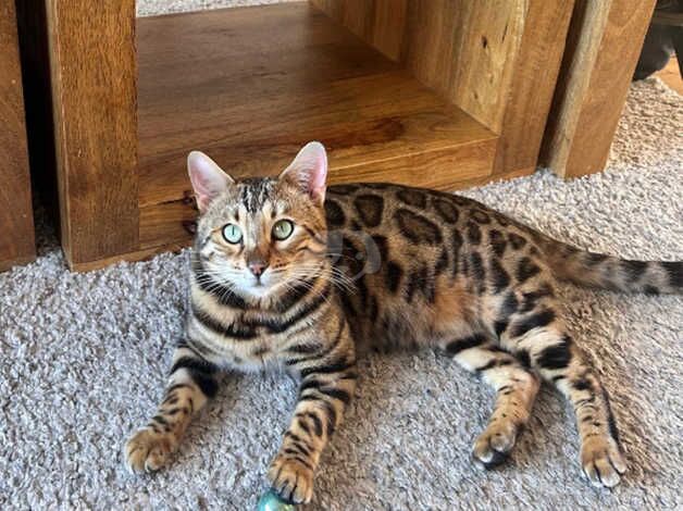 Bengal Kittens for sale in Greater London