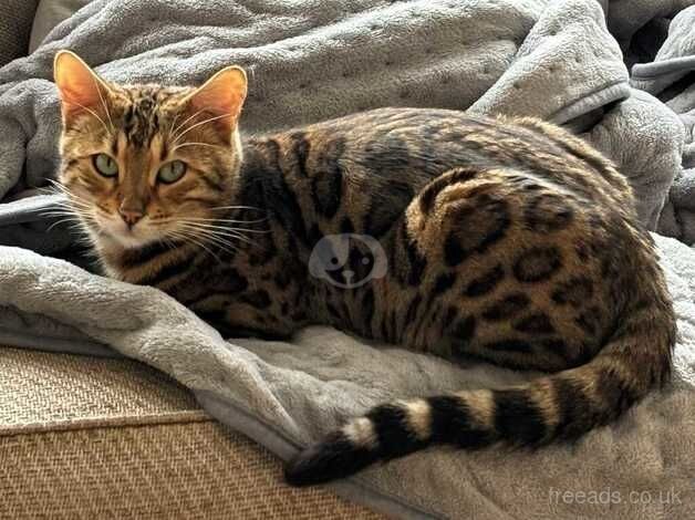 Bengal Kittens for sale