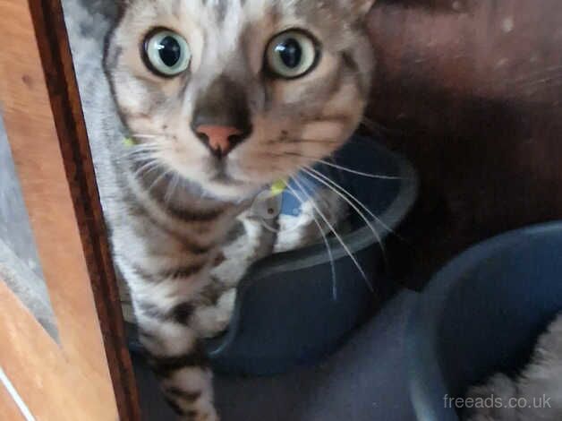 Beautiful bengal cats for sale in Ashford, Surrey - Image 1