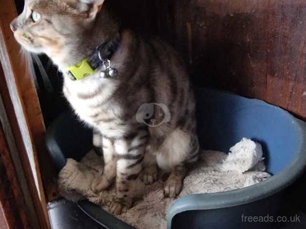 Beautiful bengal cats for sale in Ashford, Surrey - Image 3