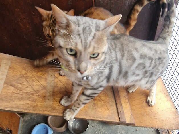 Beautiful bengal cats for sale in Ashford, Surrey - Image 4