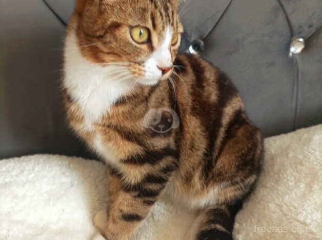 Beautiful Bengal cross kittens. for sale in Aylesbury, Buckinghamshire - Image 1