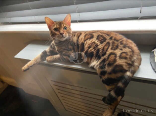 Beautiful Bengal cross kittens. for sale in Aylesbury, Buckinghamshire - Image 5