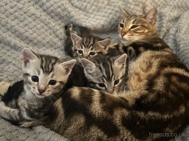 Beautiful bengal cross kittens for sale in Motherwell, North Lanarkshire